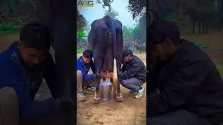 5000/- விலை தள்ளுபடி விலையில் Mini Milking Machine|Small farm #agriculture #coimbatorefarming