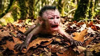 Beyond Instinct: Monkey Mothers' Unique Personalities Shaping Parenting
