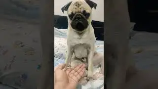 #it's me,hi !#simba#pug#doglover#cute#love#viral#utube#shorts