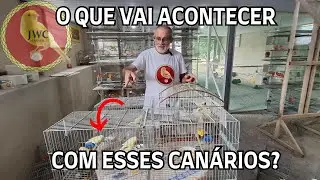 A FASE MAIS DIF&Iacute;CIL DO CANARIL JWC! #canariljwc #can&aacute;rio