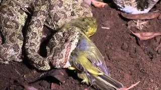 Eyelash Viper: Fowl or Meat ?