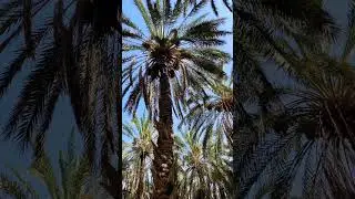 How to Conquer the Oasis: Climbing the Tall Palm Trees of Tunisia