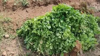 My farm house
