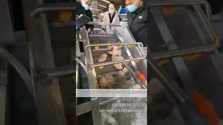 Food washing machine--Chicken & Meat food washing cleaning