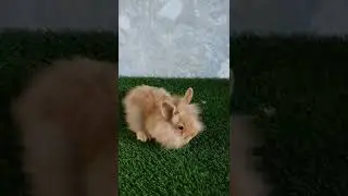 Cute Lionhead Bunny #shorts #rabbit #youtubeshorts