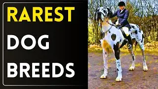 The 10 Rarest Dog Breeds From Europe | Top 5ology