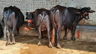 Contact.us.9888106784 top callas baffalo 12.kilo milk#cow #cattlefarm #farming #animals #murraha 