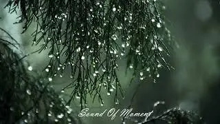 Relaxing Sound of Rain Forest Puddles 2 Hours / Light Rain and Rain Drops Falling From Trees