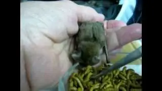 BatWorldSanctuary-Bumble.mpg