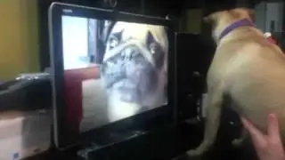 Pug wines