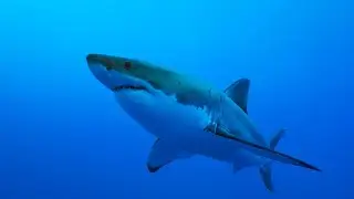 Diese gef&auml;hrlichen Tiere sollten Sie vor Ihrem Urlaub in Europa auf dem Schirm haben