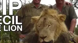 Cecil the Lion meets Walter Palmer (Steve Martin's Dentist)