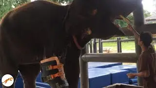 Elephant amputee walks again with prosthetic leg