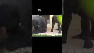 Gorilla Family #comedy #gorilla