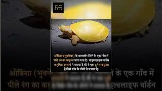 पीले रंग का कछुआ #facts #hindu #indian #shorts #shortvideo