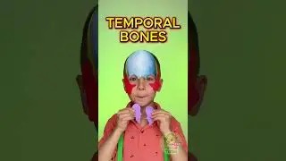 Discovering Facial Bones: A Fun Adventure for Kids!🦴🙂
