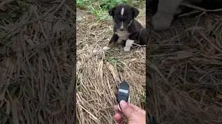 Street dog reaction