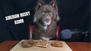 Siberian Husky ASMR | Husky Eating Pork Chop Turkey Sausage Steak | Dog Food Review