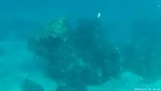 Chankanaab Snorkeling - 20241211 051605 005