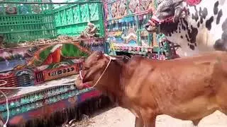 Beautiful Bulls waiting for Good rates  // Maveshimandi