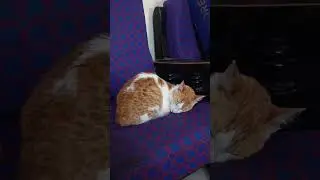 sleep time🧡💯🙂&zwj;↕️ #cat #cute #funny