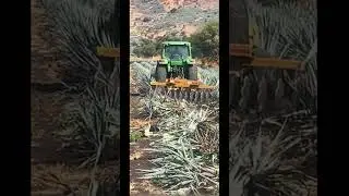 La crisis del agave azul #seguidores #agave #noticias #campo #agave #perdidas