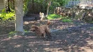 Ellie, Harley, Scout, Coco,Otto, Kodi