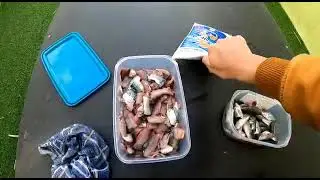 Uma das melhores iscas para a pesca dos sargos /uno de Los mejores cebos para la pesca del sargo