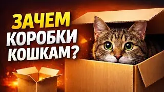 📦 ПОЧЕМУ КОШКИ ОБОЖАЮТ КОРОБКИ