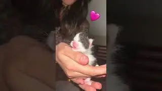 Newborn kittens #lyrics #music #song #love #baby #kitten