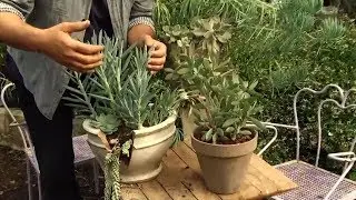 Plantas de hojas grises y azules - Decogarden