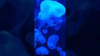 Blue Jellyfish| AuralZenith