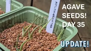 Planting Agave From Seeds | Utahensis, Xylonacantha, Horrida and more! | Day 35