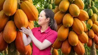 TIMELAPSE | Papaya Harvest in Full Swing | Making Refreshing Papaya Jelly