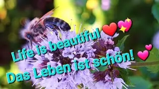 Bees and mint 🌿🐝 a good mixture? Austria, September 2024