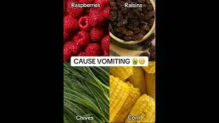#ToxicFoodsForDogs #DogHealthTips #Dog #Pet #DogNutrition #DogFood #petshorts