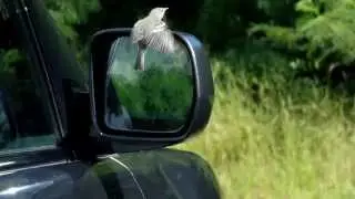 PUERTO RICO&acute;S Adelaide&acute;s Warbler / REINITA MARIPOSERA DE PUERTO RICO