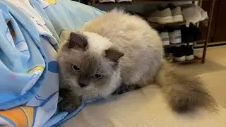 Cat Purring ASMR | ZuZu’s Healing Sounds (1 Hour Edition)