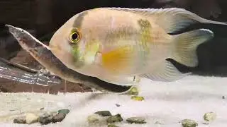 Interesting catfish and cichlid behaviour 