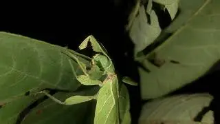Leaf Insect (Phyllium jacobsoni)