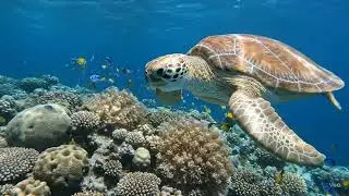 Sea Turtle Swimming Over Coral Reef | 4K Cinematic Ocean Scene (Free to Use)