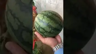 Watermelon trick🍉 #fyp #viral #trending #satisfying #shorts