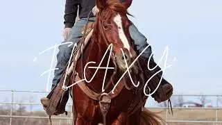 FLAXY 2021 AQHA GELDING