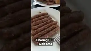 Smart cats #bbq #cats #pets #shorts