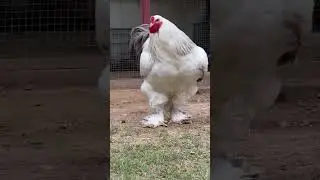 Brahma Chicken - Blue Columbia brahma - Top Qulity - HMM FARMS
