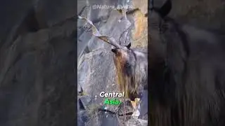 Markhor's Majestic Spiral Horns!  #short #shorts #shortvideo #interestinganimals  #Markhor