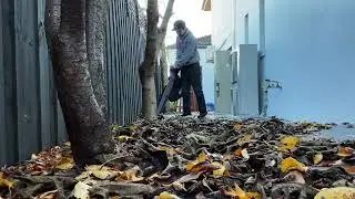 Test Leaf Vacuum Power of the $59 Ozito 2400W Corded 3 In 1 Blower Vacuum Mulcher