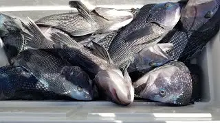 AWESOME SEABASS FISHING, Buzzards Bay, Cape Cod