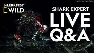 The Secret Social Life of Sharks | Sharkfest Live Q&A | National Geographic Wild UK
