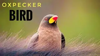 Oxpecker Bird: The Rhino's Unlikely Friend